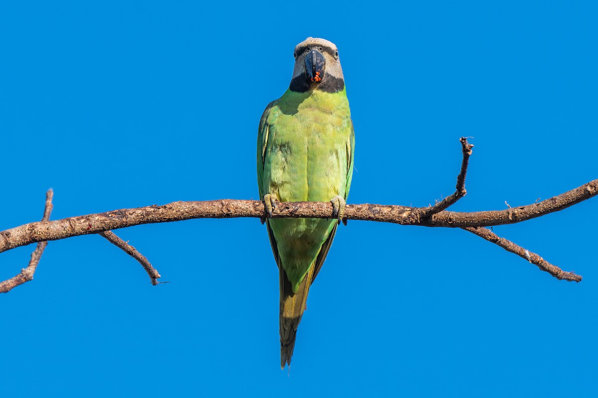 Red-breasted Parakeet - ML613354201