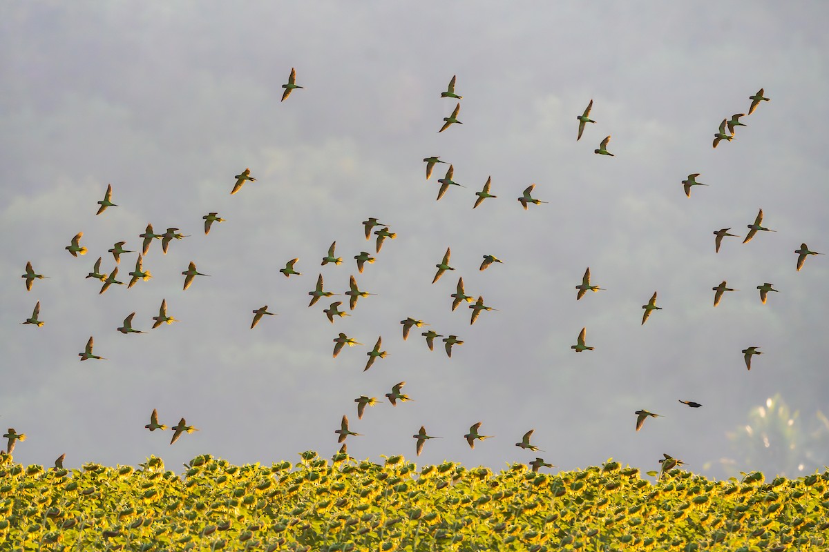 Red-breasted Parakeet - ML613354203