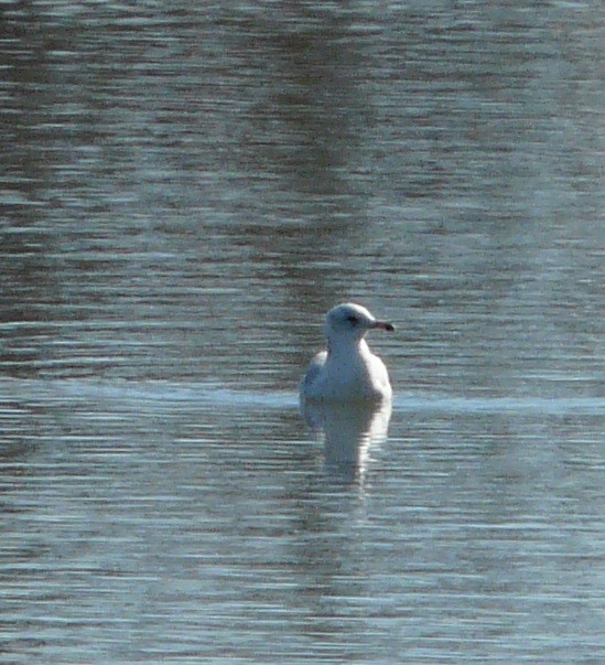 Ring-billed Gull - ML613354211