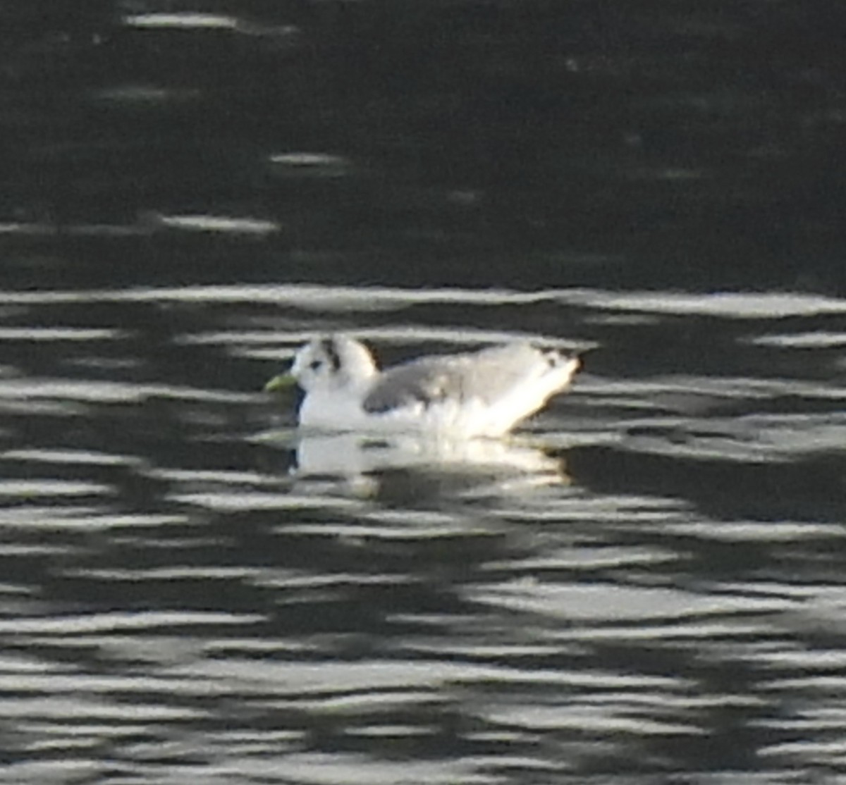Mouette tridactyle - ML613354298