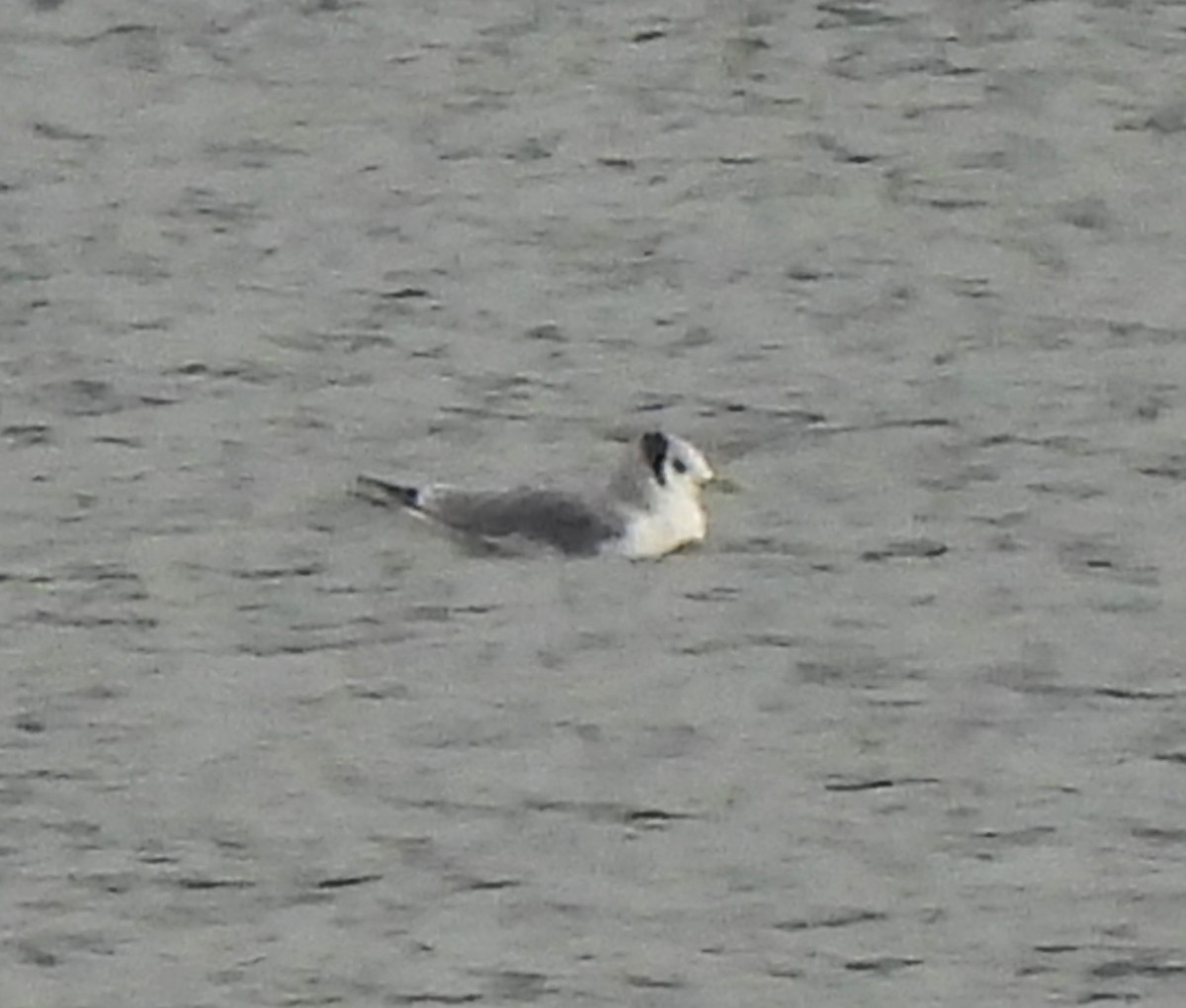 Gaviota Tridáctila - ML613354299