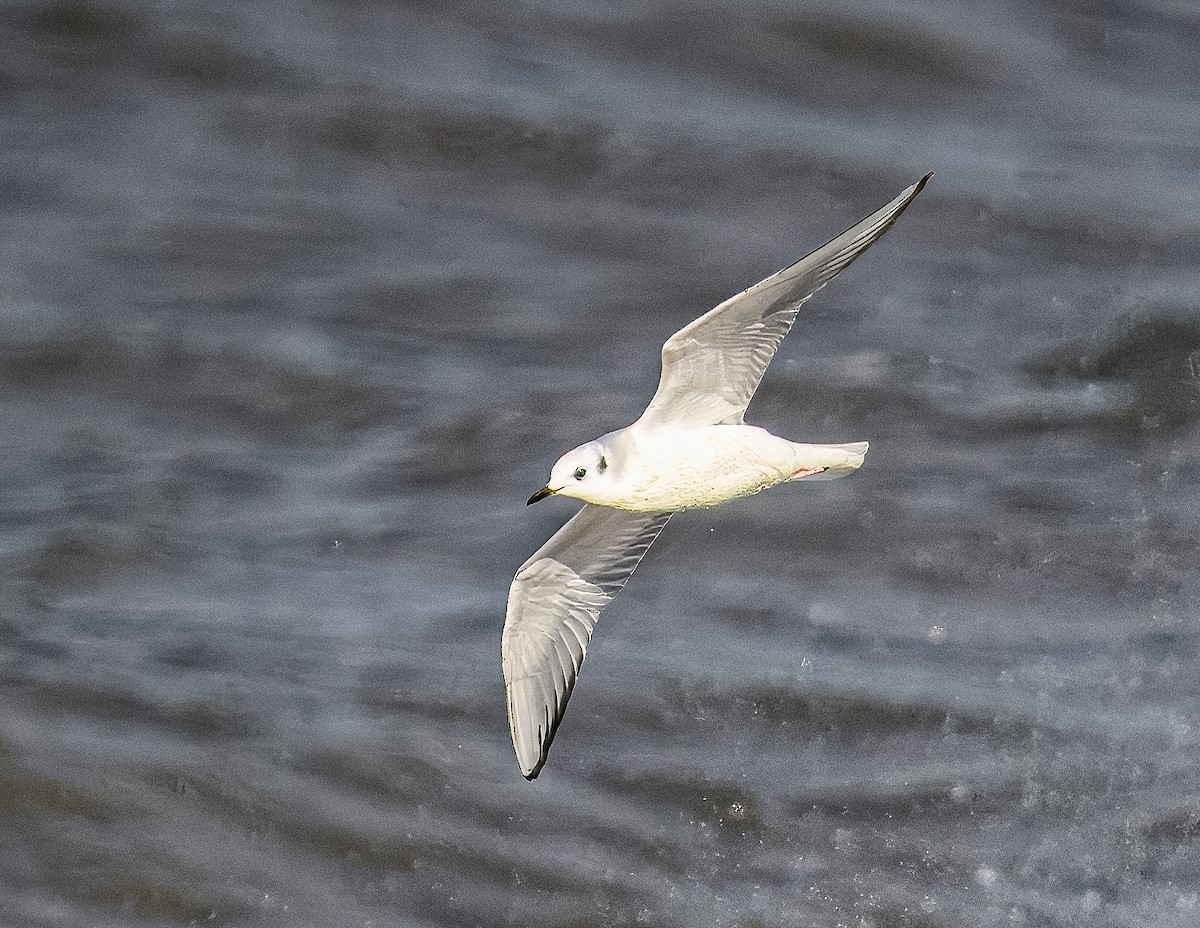 Bonaparte's Gull - Bert Filemyr