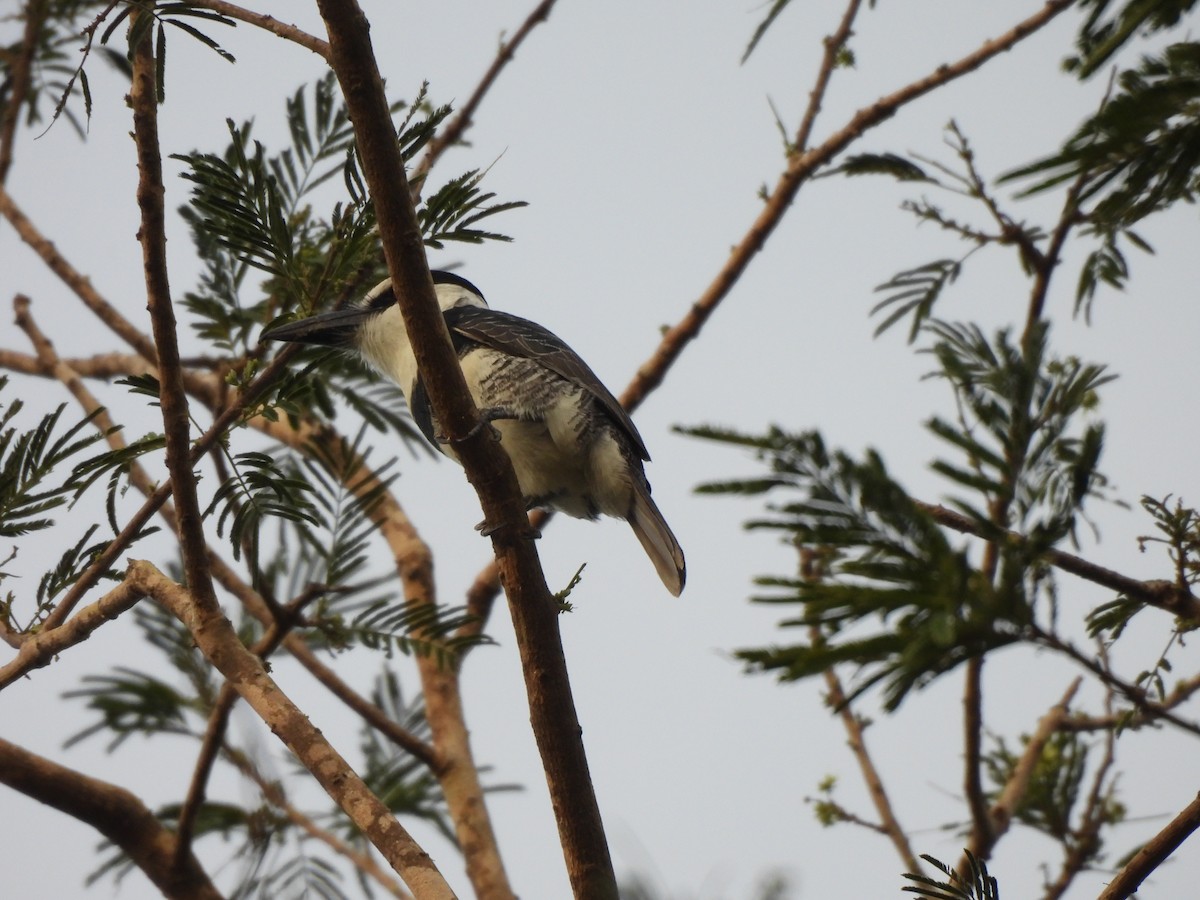 White-necked Puffbird - ML613354346