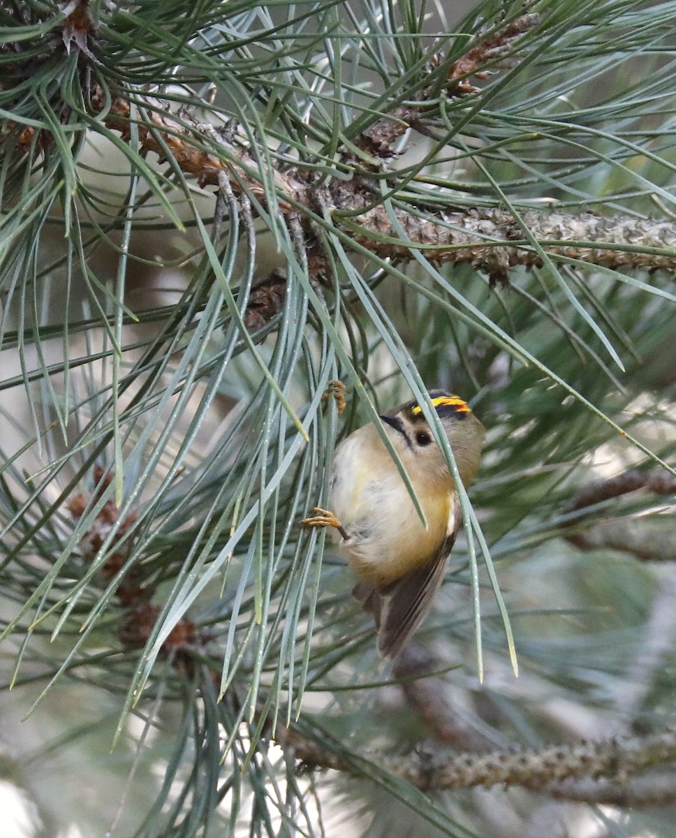 Goldcrest - Philip Boyle