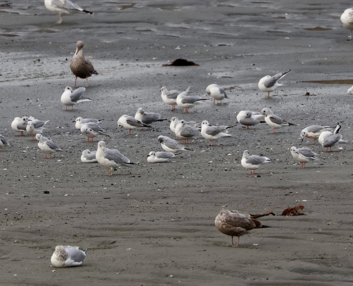 Bonaparte's Gull - ML613354409