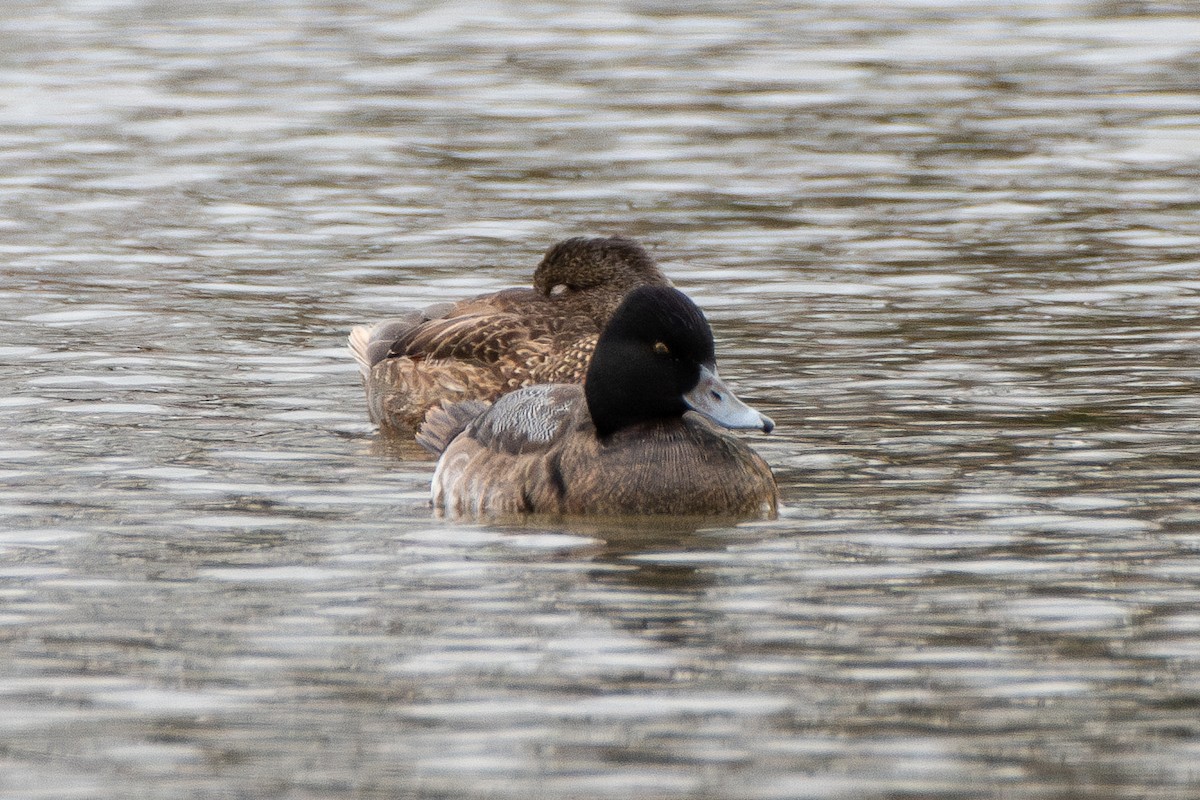 Lesser Scaup - ML613354466