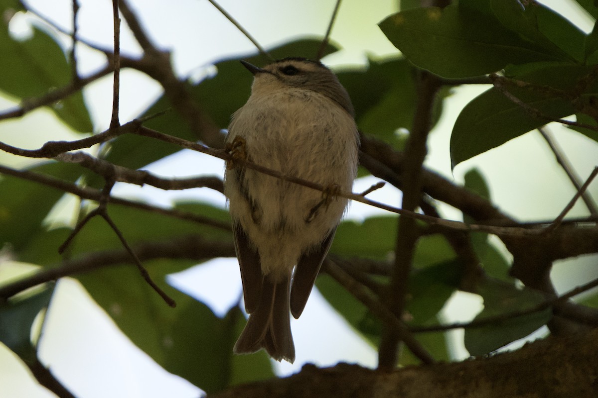 Roitelet à couronne dorée - ML613354476