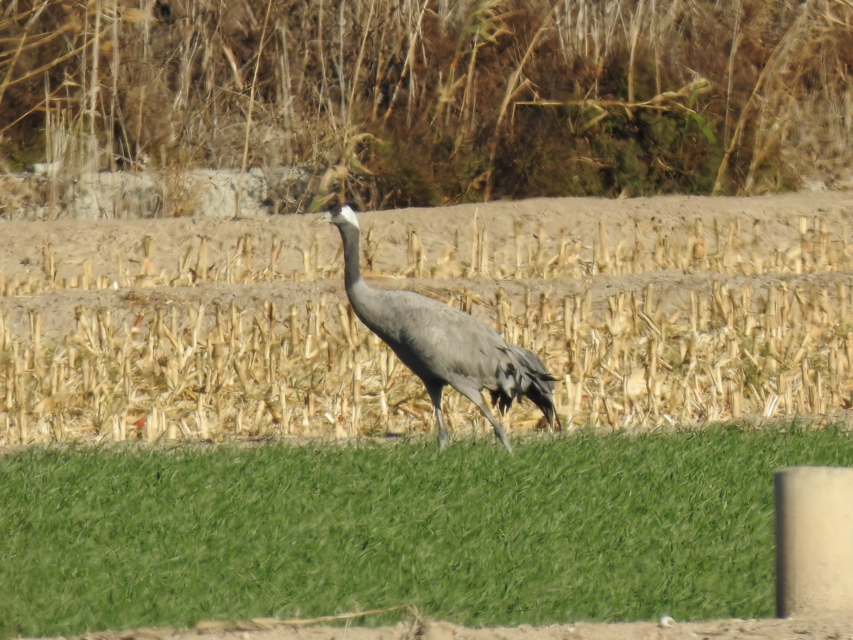 Common Crane - ML613354518