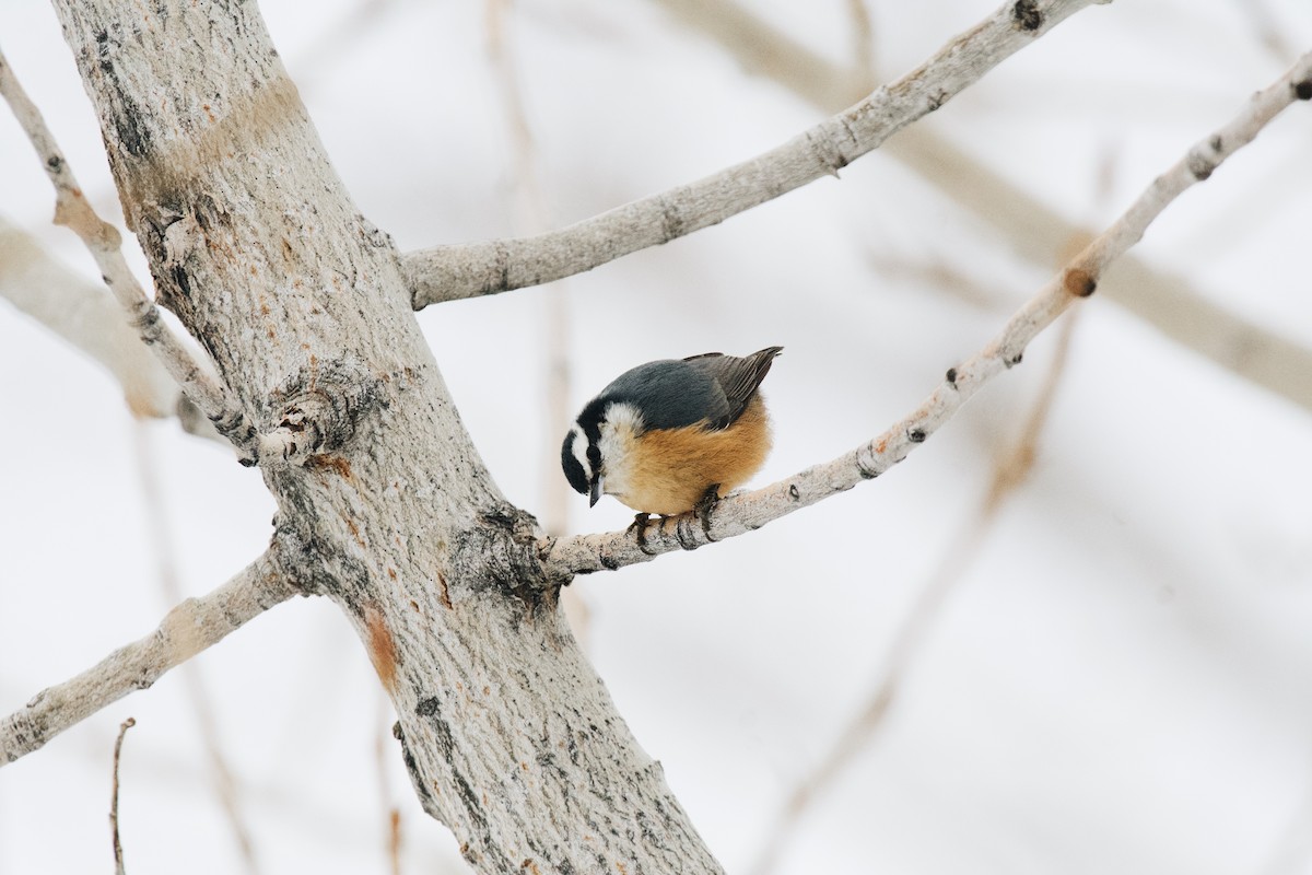 Red-breasted Nuthatch - ML613354527