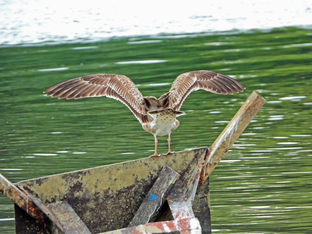 Yellow-legged Gull - ML613354531