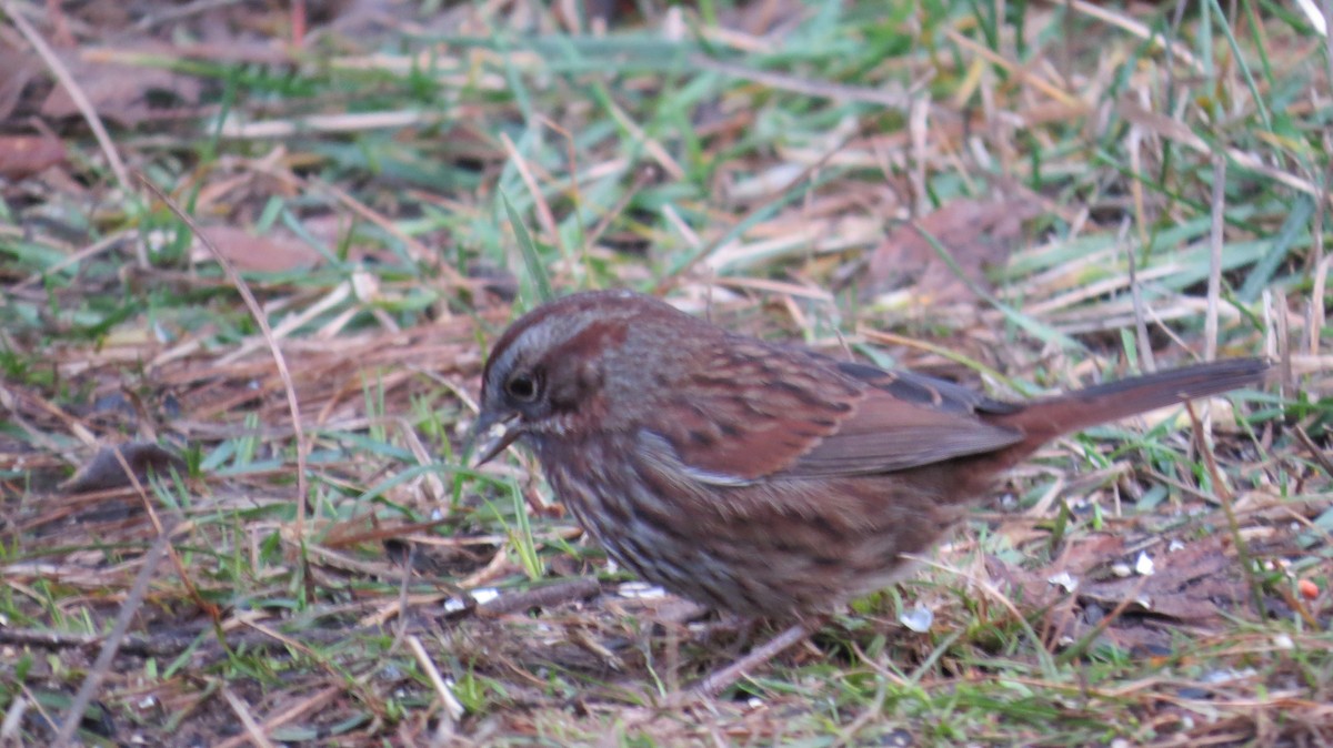 Song Sparrow - ML613354541