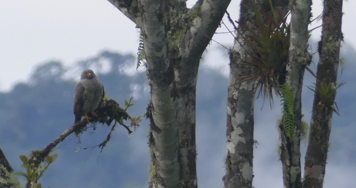 Roadside Hawk - ML613354608