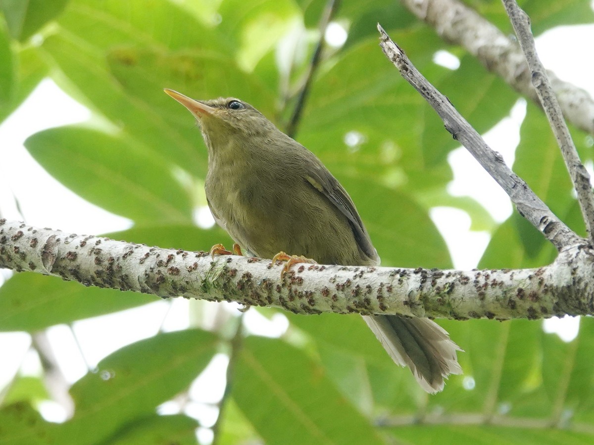 Palau Bush Warbler - ML613354653