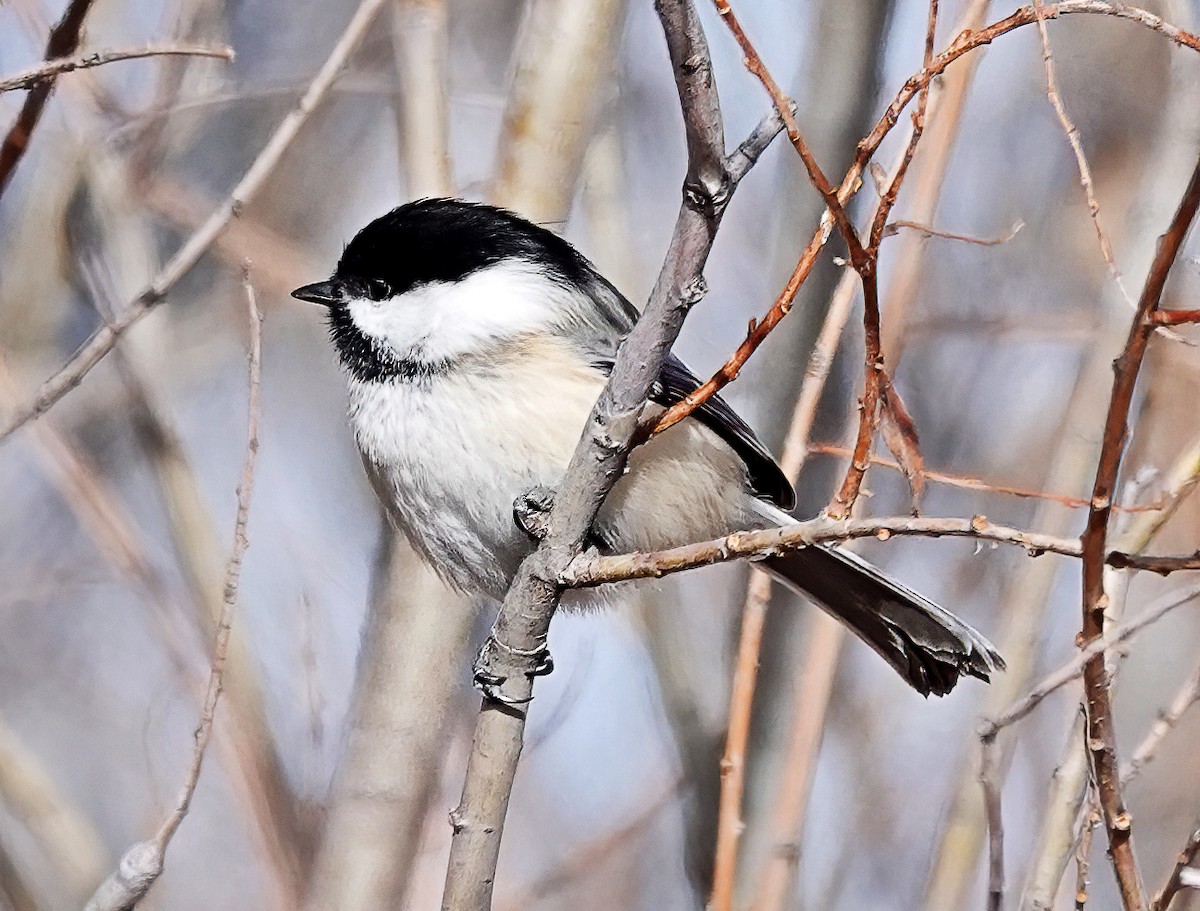 Black-capped Chickadee - ML613354664