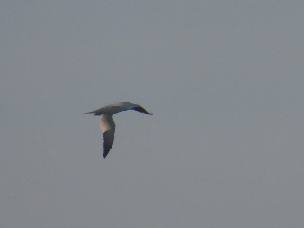 Northern Gannet - ML613354673