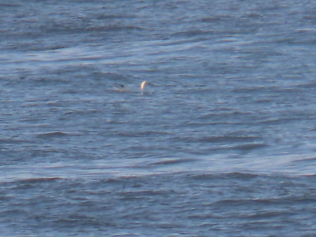 Northern Gannet - ML613354674