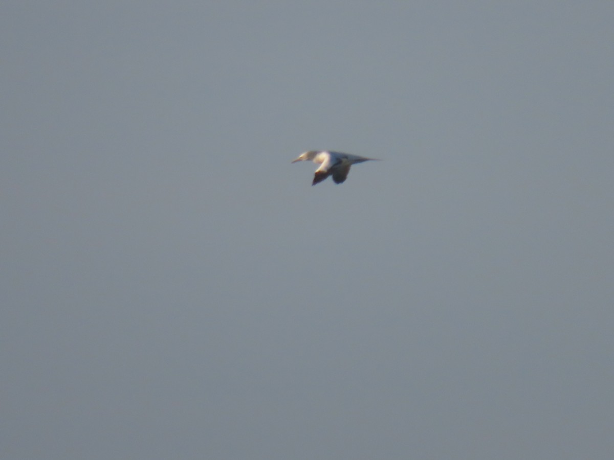 Northern Gannet - ML613354675