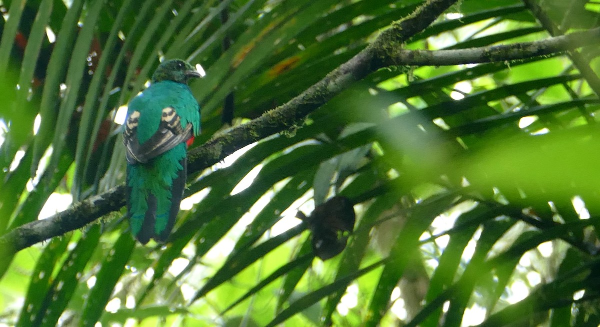 Golden-headed Quetzal - ML613354827