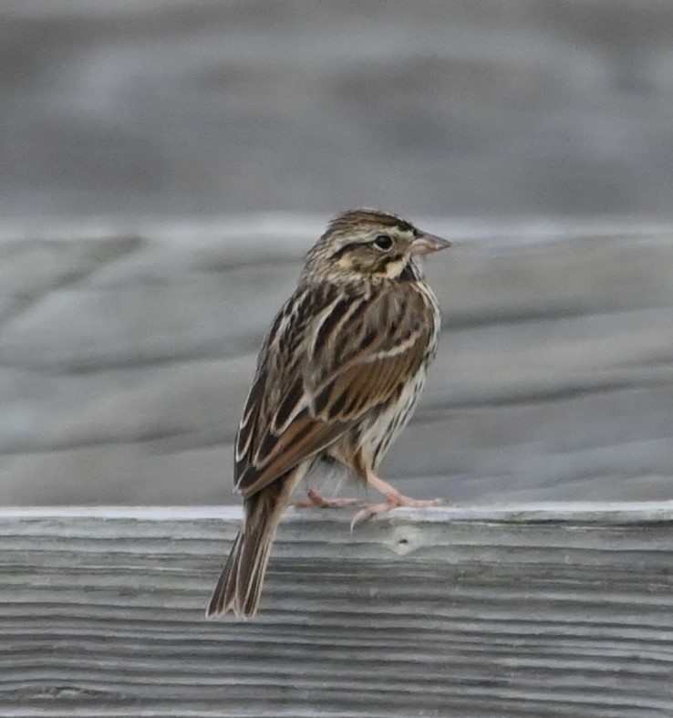 Savannah Sparrow - ML613354842