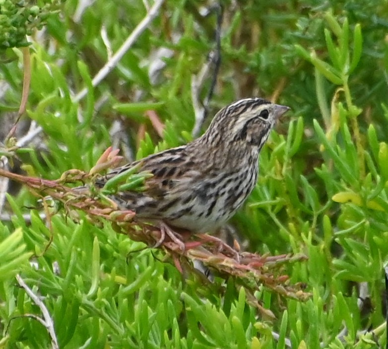 Savannah Sparrow - ML613354843