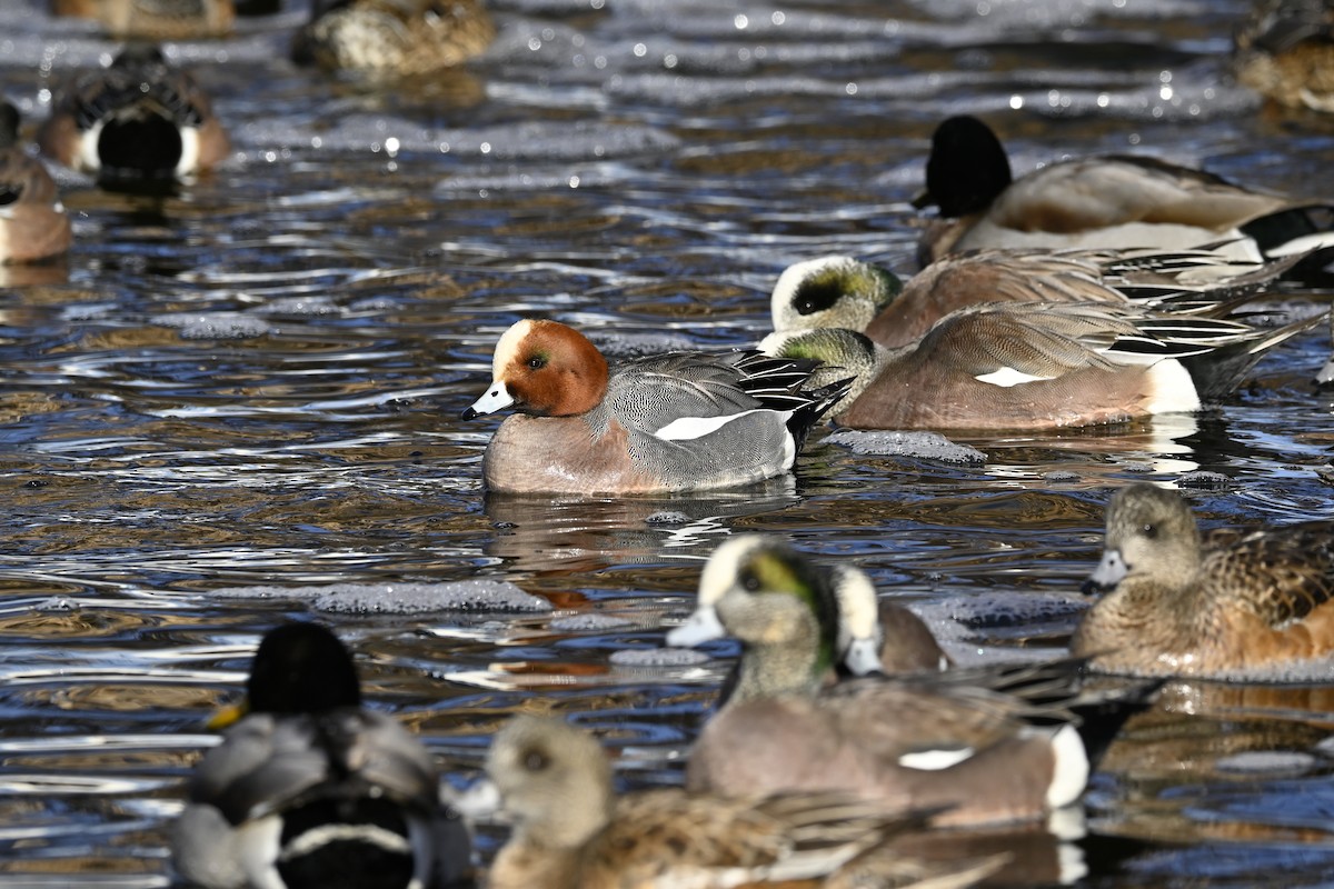 赤頸鴨 - ML613354869