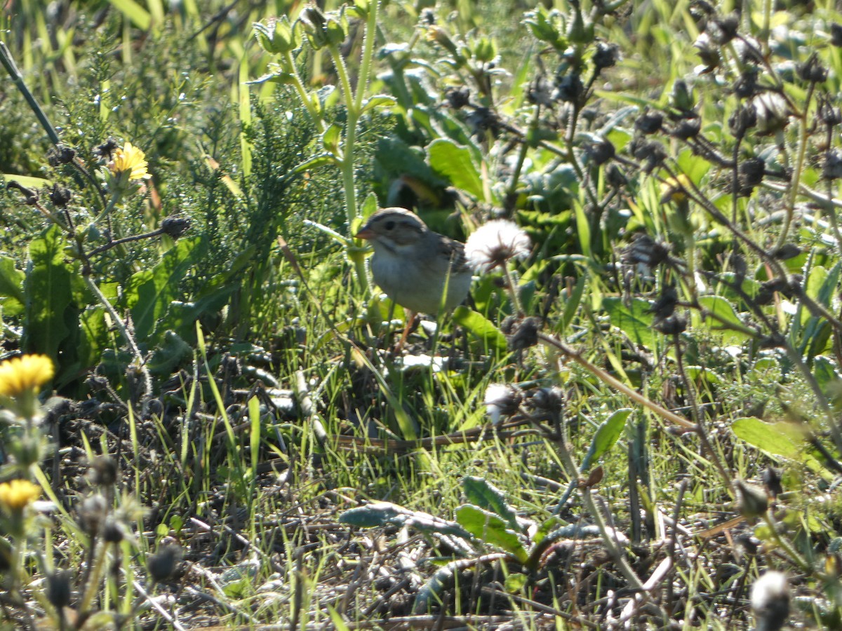 Clay-colored Sparrow - ML613354929