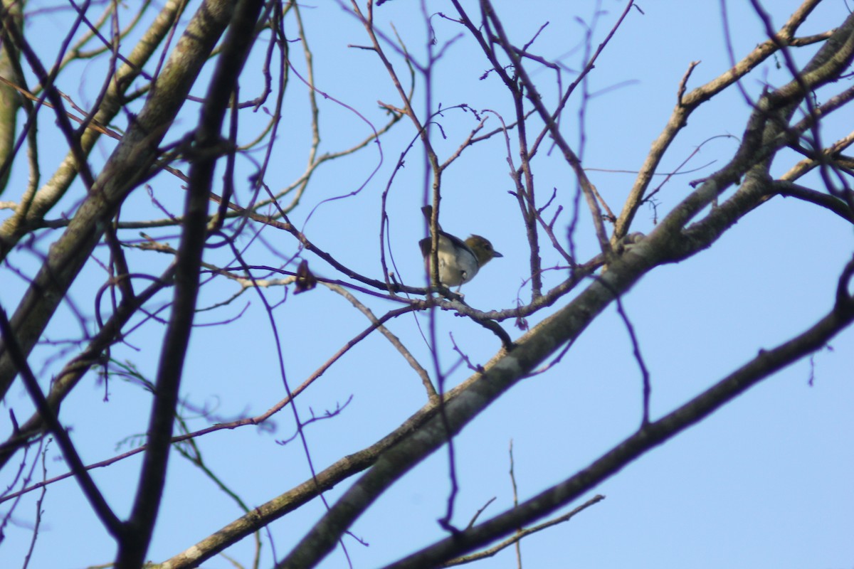 Yellow-throated Vireo - ML613354967