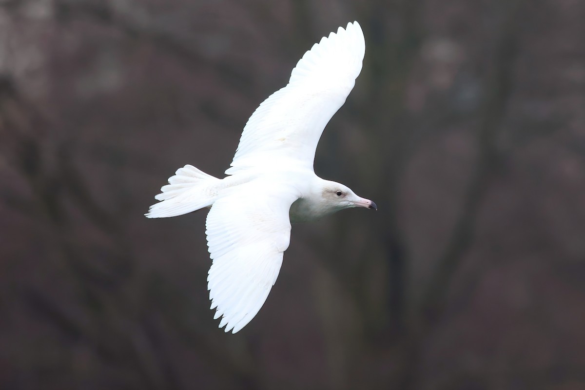 Glaucous Gull - ML613355015