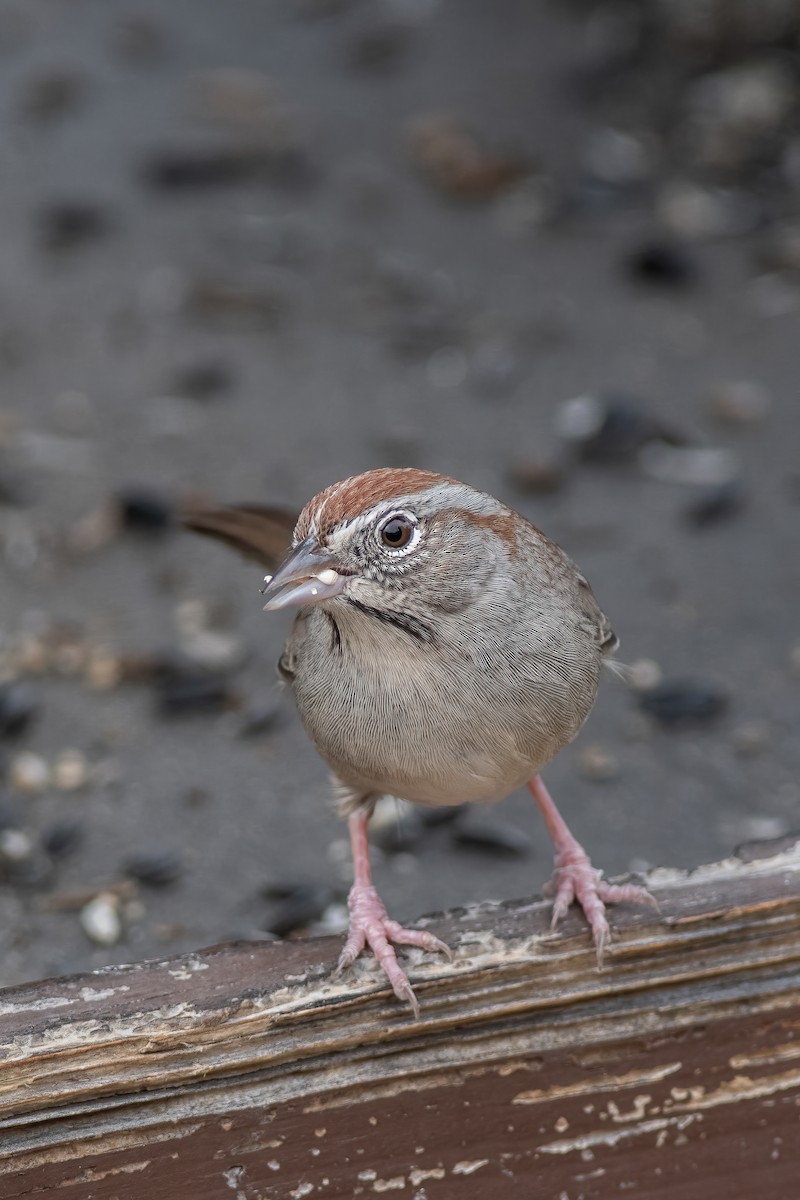Rufous-crowned Sparrow - ML613355070