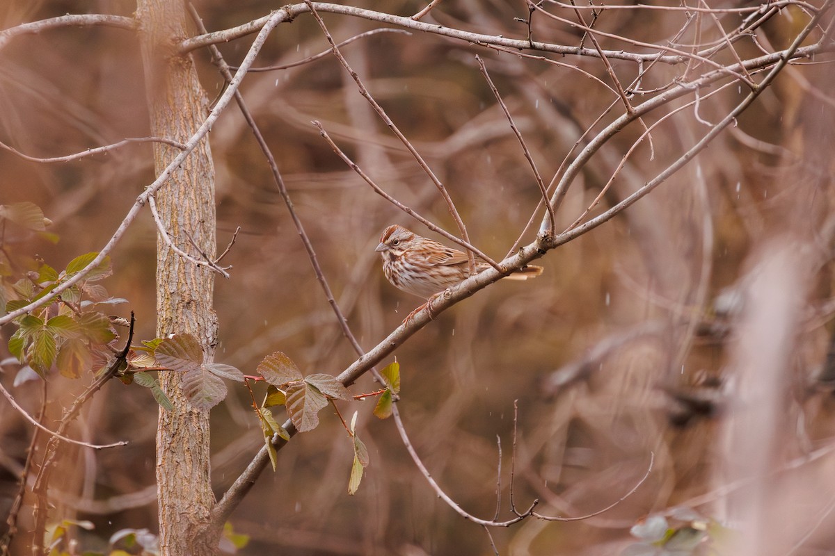 Song Sparrow - ML613355151