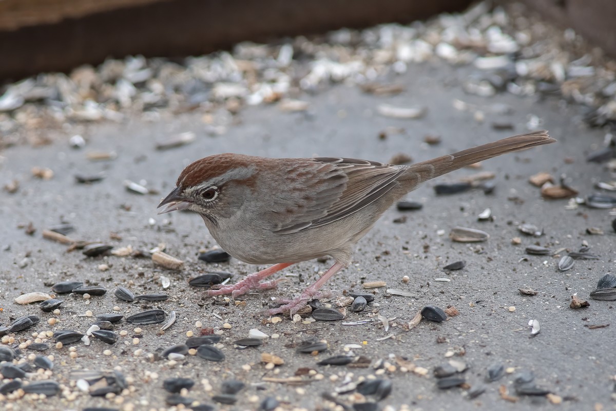 Rufous-crowned Sparrow - ML613355187