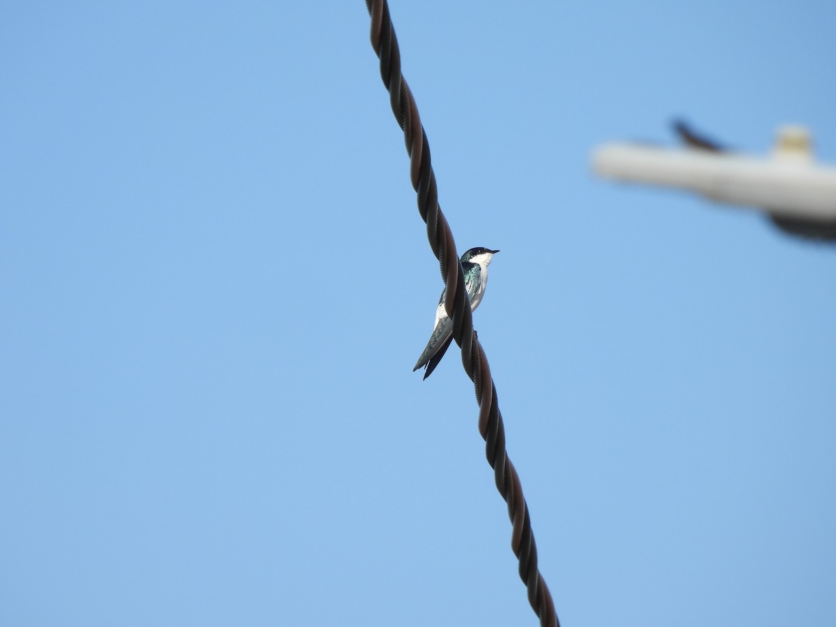 White-winged Swallow - Iza Alencar