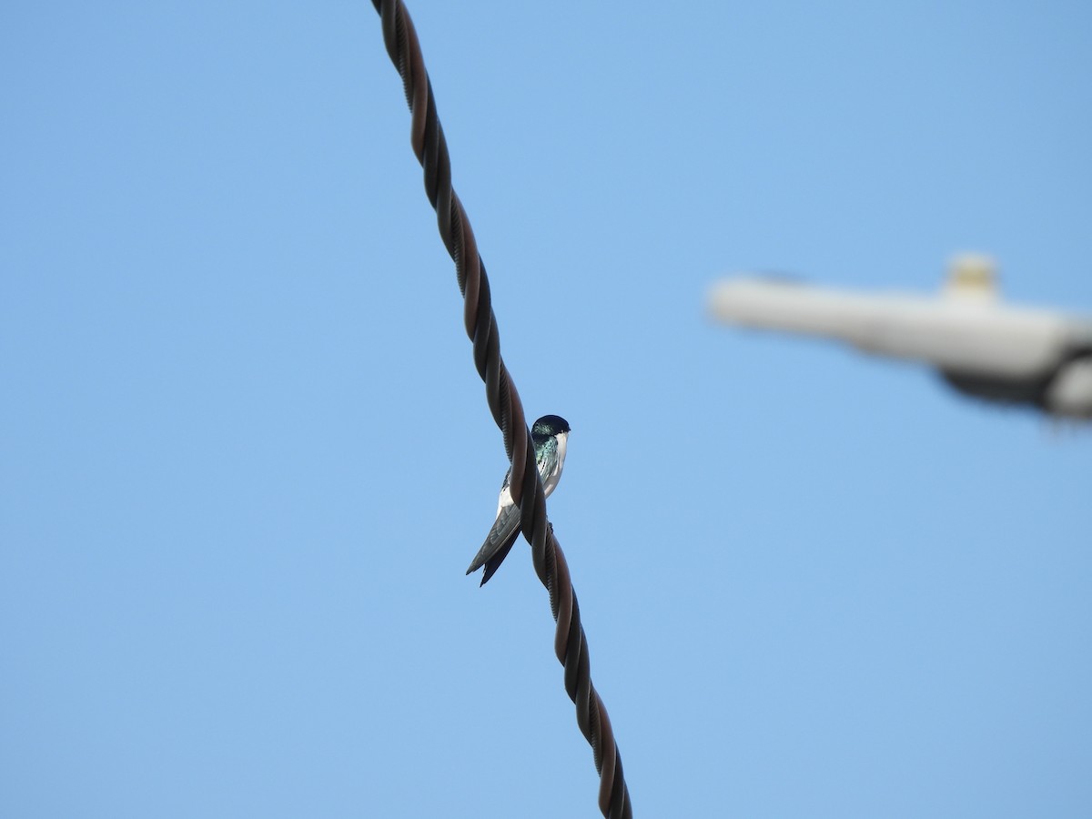 White-winged Swallow - Iza Alencar
