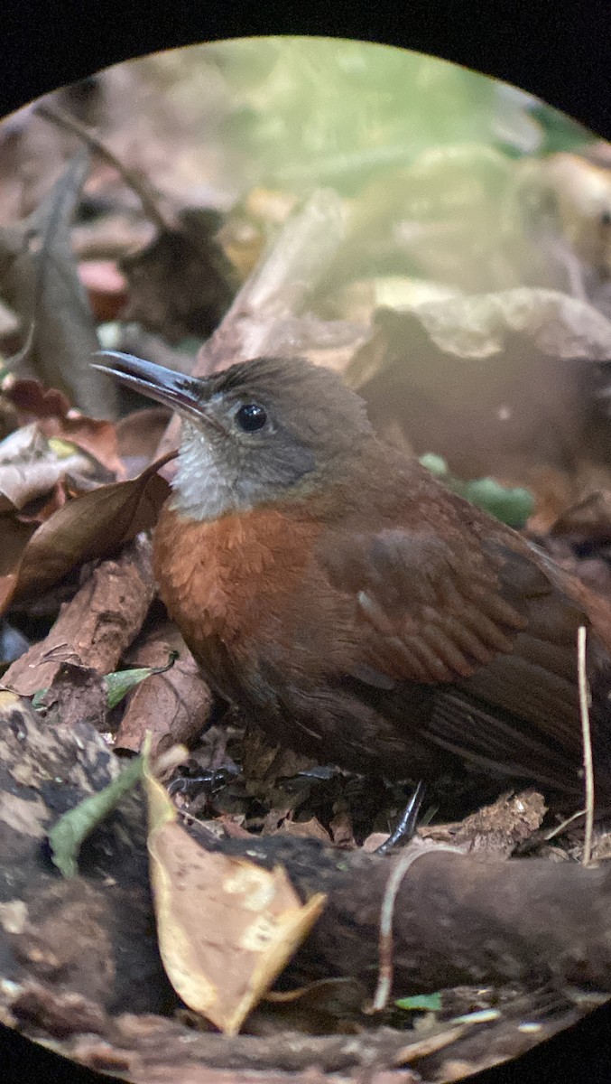 Gray-throated Leaftosser - ML613355227