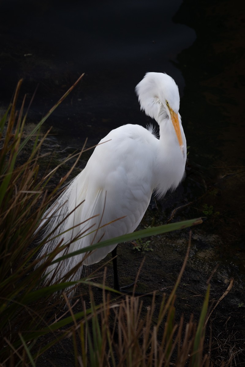 Great Egret - ML613355265