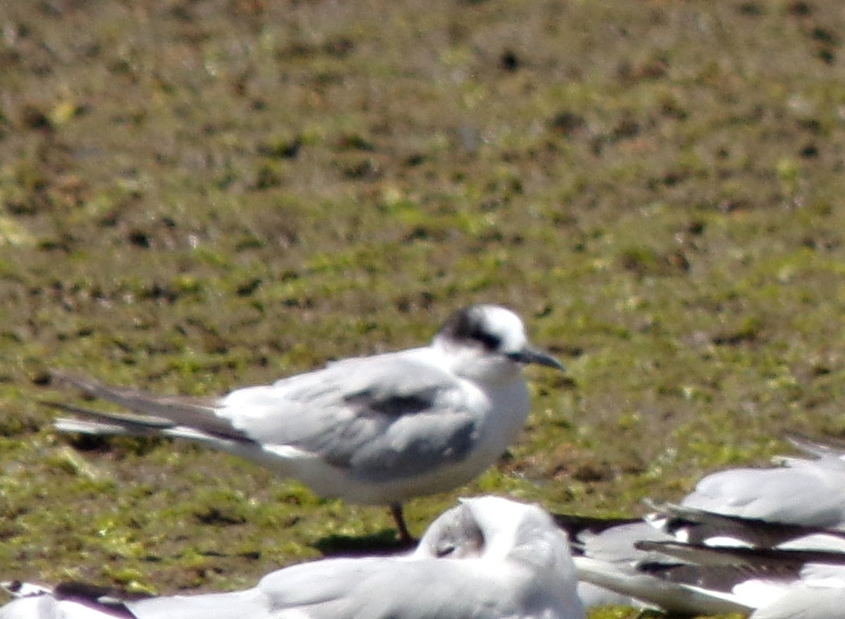 Common Tern - Gabriela Ayestarán