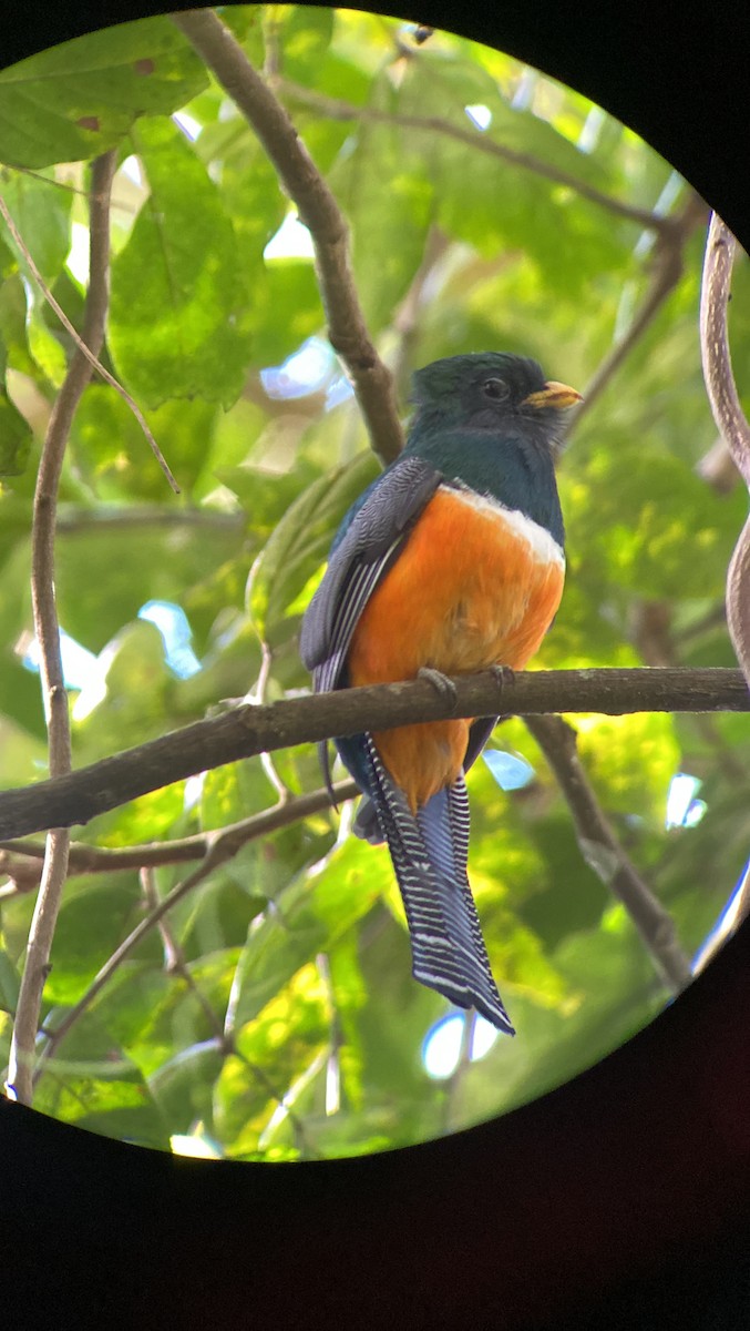 Collared Trogon - ML613355309