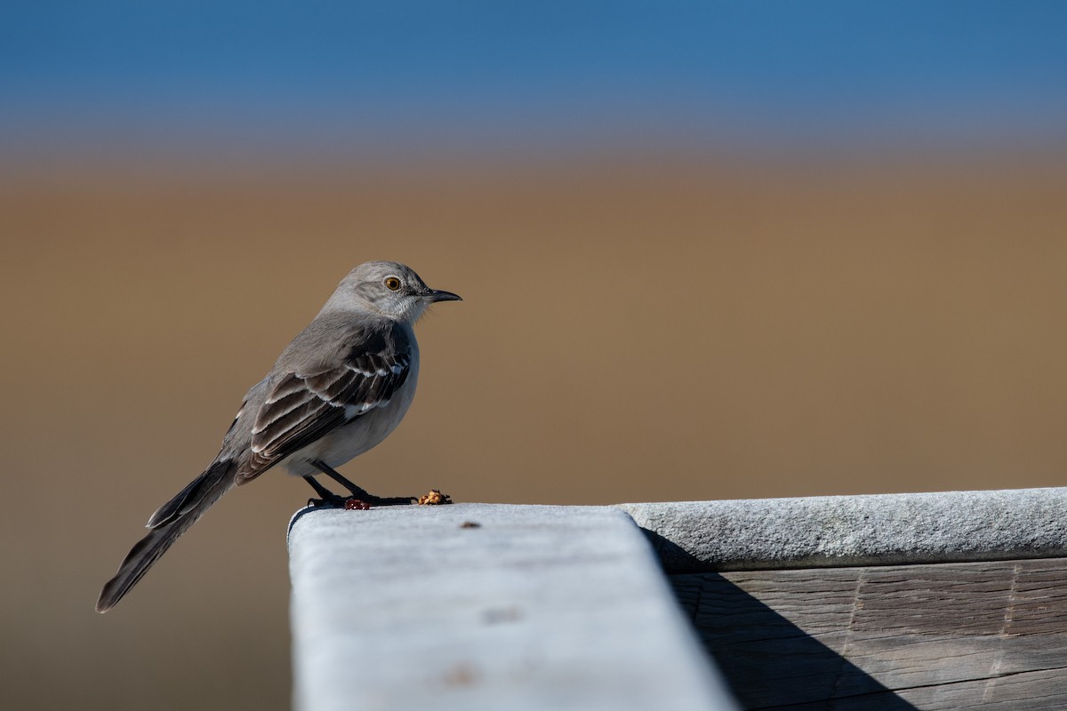 Northern Mockingbird - Robert Gundy