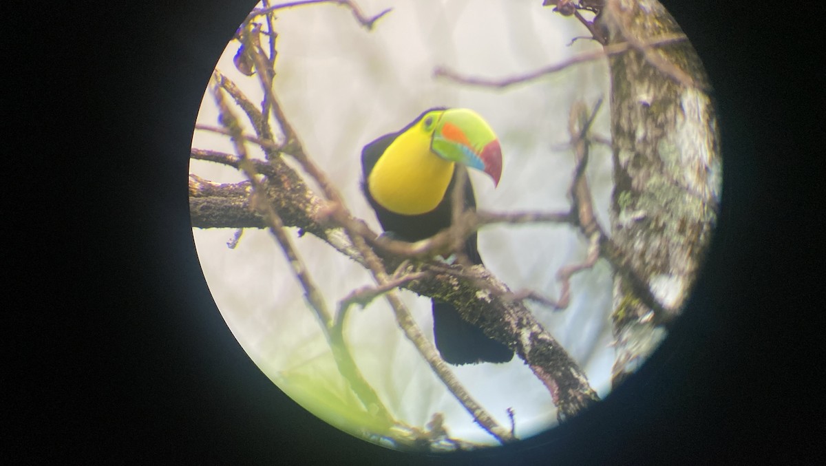 Keel-billed Toucan - ML613355473