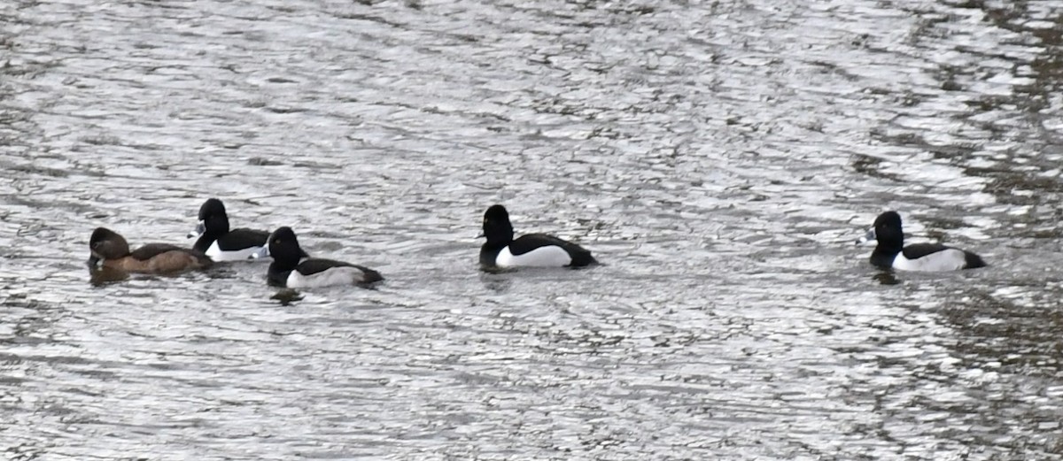 環頸潛鴨 - ML613355484