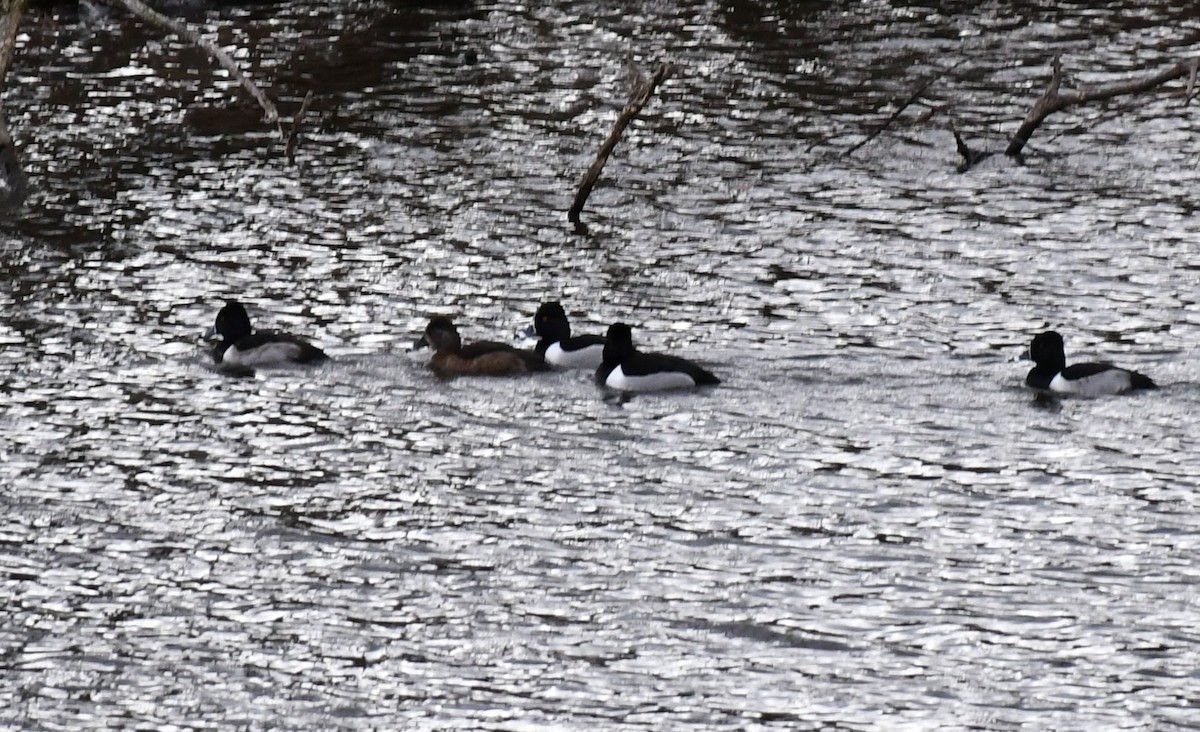 環頸潛鴨 - ML613355494