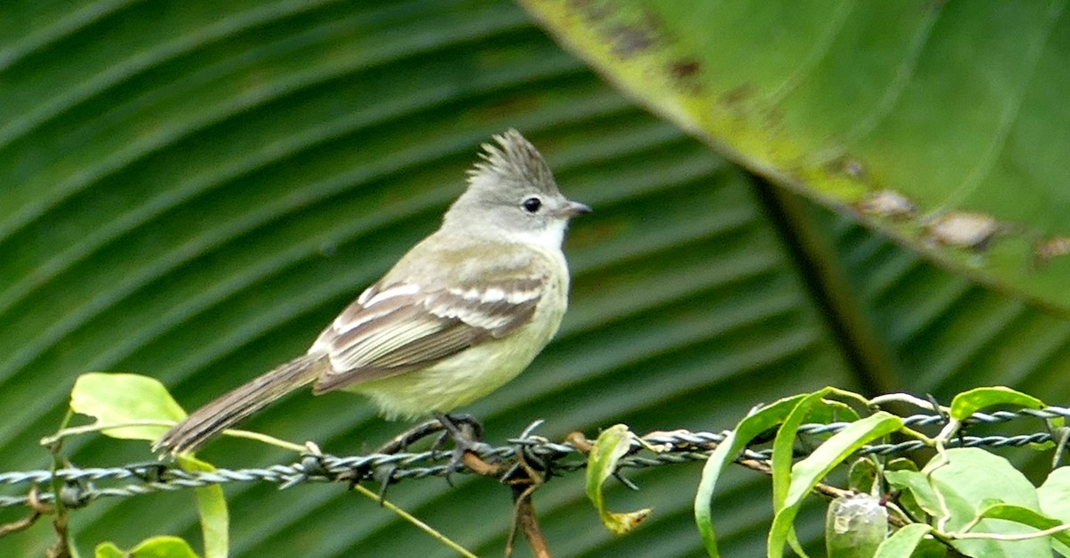 Mosquerito Silbón - ML613355552