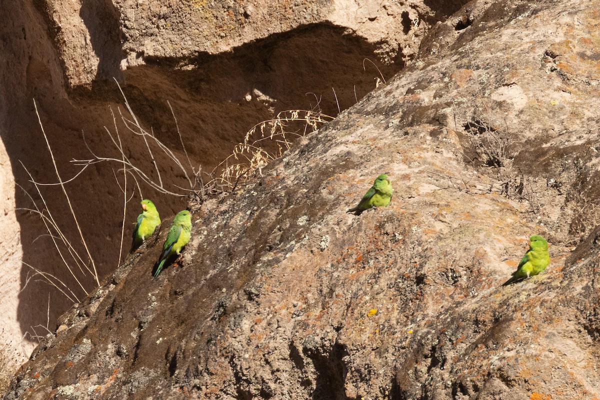 Mountain Parakeet - Dixie Sommers