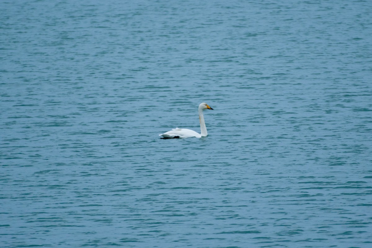 Singschwan - ML613355594