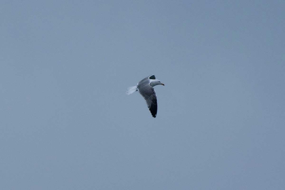 Mittelmeermöwe - ML613355629