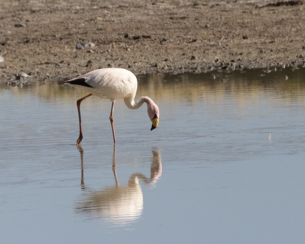 Puna Flamingosu - ML613355632