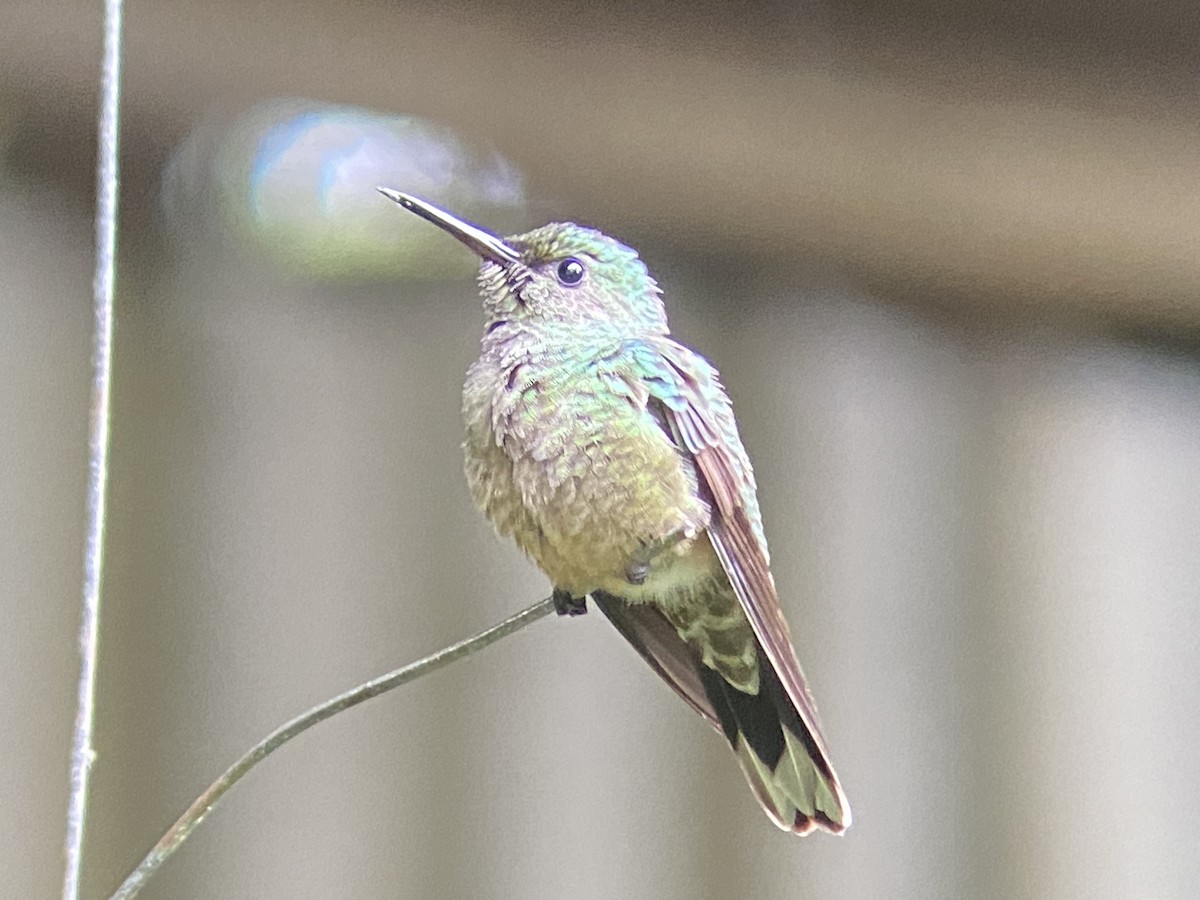 Scaly-breasted Hummingbird - ML613355635