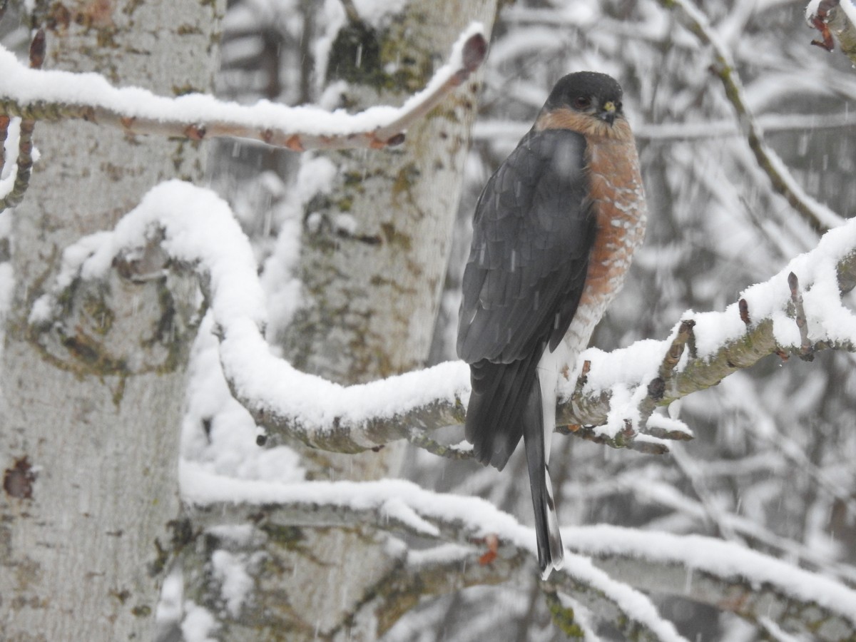 Sharp-shinned Hawk - ML613355664