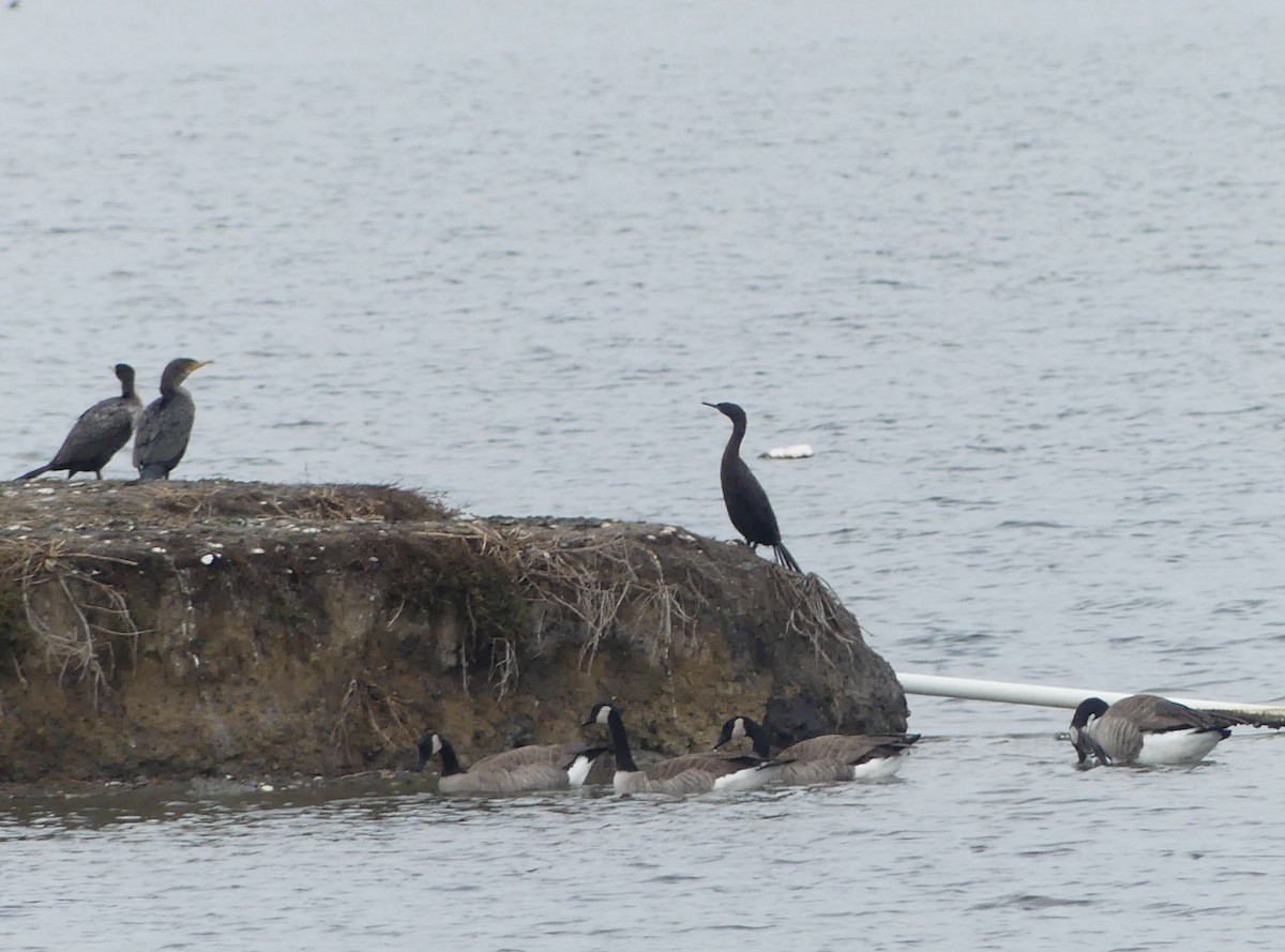 Pelagic Cormorant - ML613355672