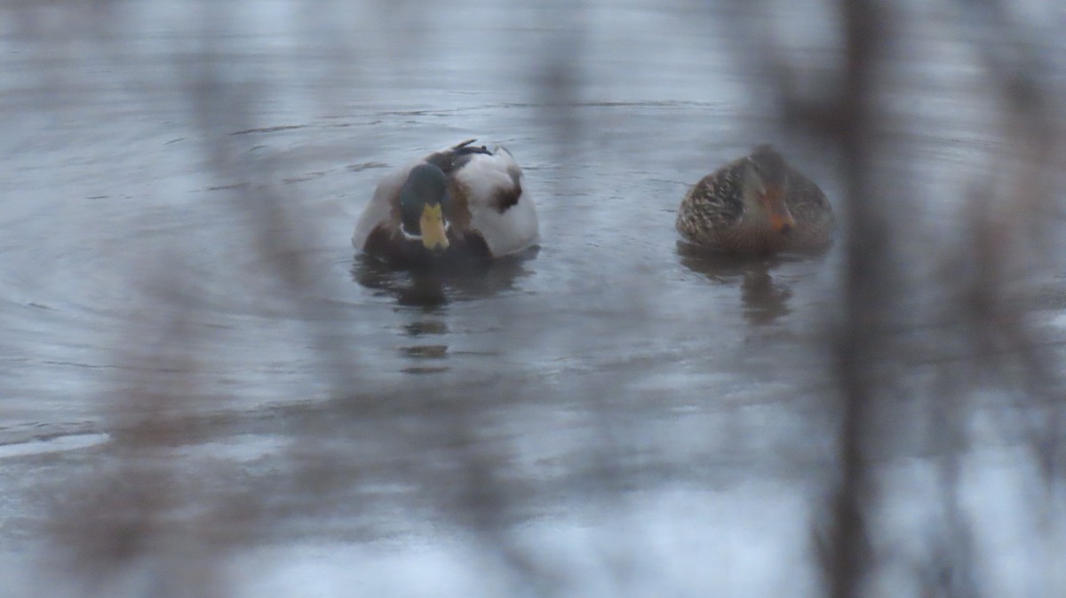 Canard colvert - ML613355783